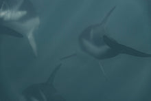 Load image into Gallery viewer, Dusky Dolphins