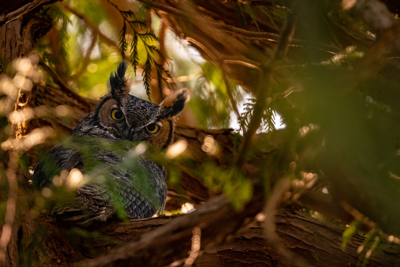 Great Horned Owl