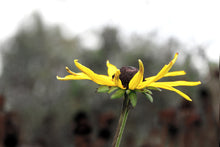 Load image into Gallery viewer, Look Up To