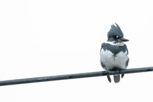 Load image into Gallery viewer, Kingfisher