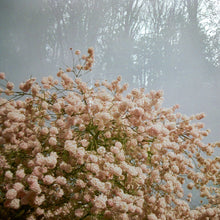 Load image into Gallery viewer, Dichotomy