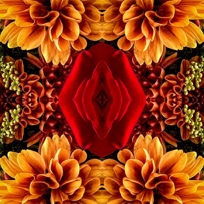 Symmetry - Rose in Autumn