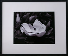 Load image into Gallery viewer, Magnolia in Magnolia