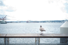 Load image into Gallery viewer, Pining for the Fjords