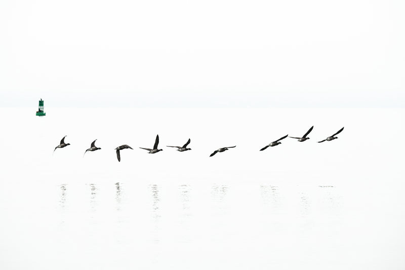 Brant Geese in Flight