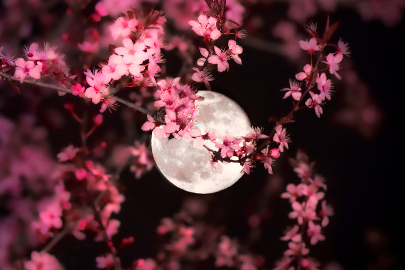 Full Moon with Cherry Blossoms