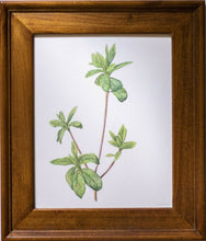 Load image into Gallery viewer, Spring Leaves I