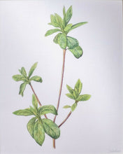 Load image into Gallery viewer, Spring Leaves I