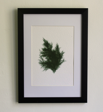 Load image into Gallery viewer, Juniperus Virginiana IV (Systems' Garden series)