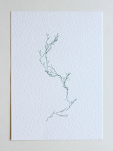 Load image into Gallery viewer, Asparagaceae II - (Systems' Garden series)