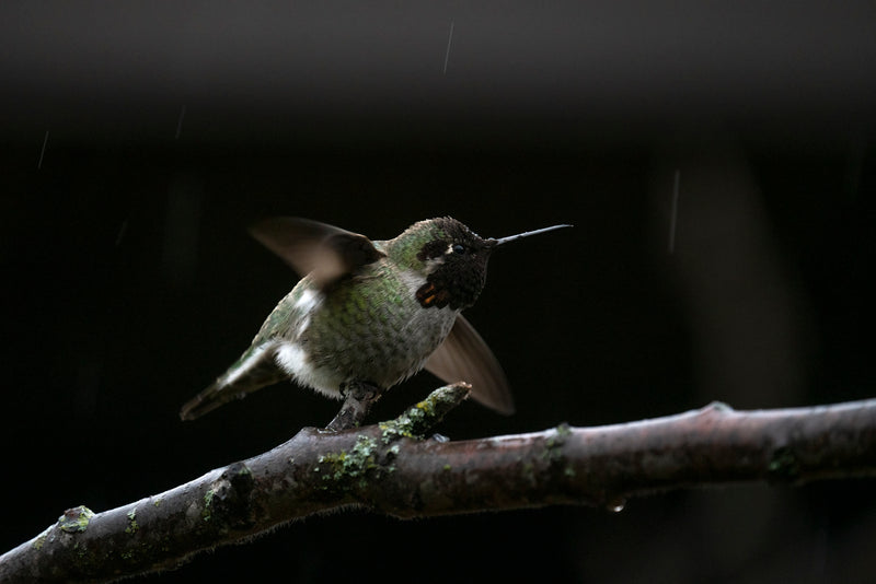 Hummingbird Takeoff