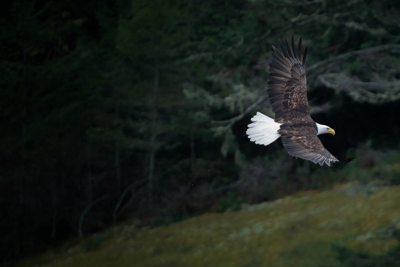 Bald Eagle in Flight