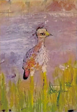 Load image into Gallery viewer, Spotted Dikkop