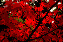 Load image into Gallery viewer, Screen