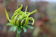 Load image into Gallery viewer, Unravel