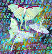 Load image into Gallery viewer, Luna Moth