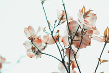 Load image into Gallery viewer, Magnolia Magnificience