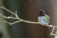 Load image into Gallery viewer, Hummingbird with Snowflake Fascinator