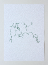 Load image into Gallery viewer, Asparagaceae III - (Systems' Garden series)