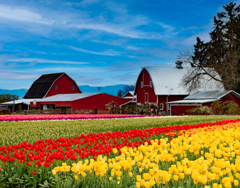 Tulip Town - Tulip Field and Barns