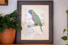 Load image into Gallery viewer, The Lorikeet