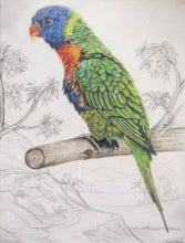 Load image into Gallery viewer, The Lorikeet