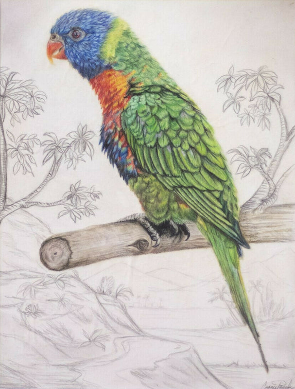 The Lorikeet