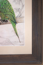 Load image into Gallery viewer, The Lorikeet