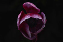 Load image into Gallery viewer, Raindrop Flower