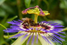 Load image into Gallery viewer, Juice Bar