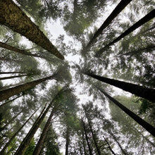 Load image into Gallery viewer, Ancient Beings