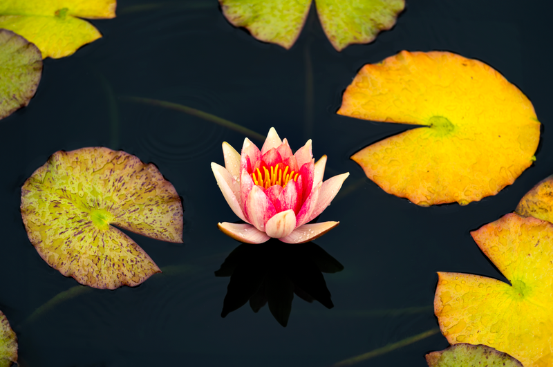 Lotus