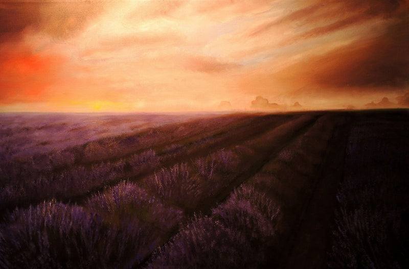 Lavender Fields