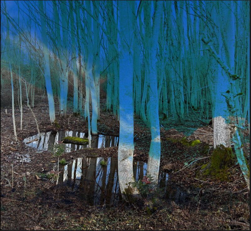 Another Place: Into the Woods