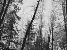 Load image into Gallery viewer, Falling Tree