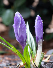 Load image into Gallery viewer, Spring Arrives in the Northwest