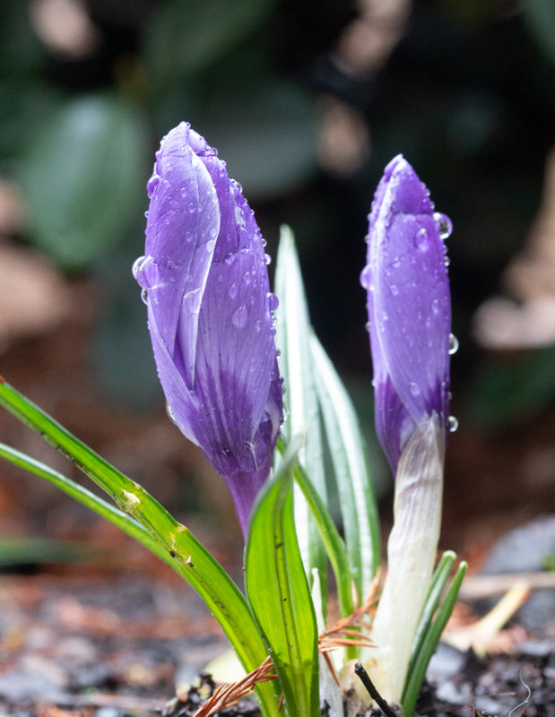 Spring Arrives in the Northwest