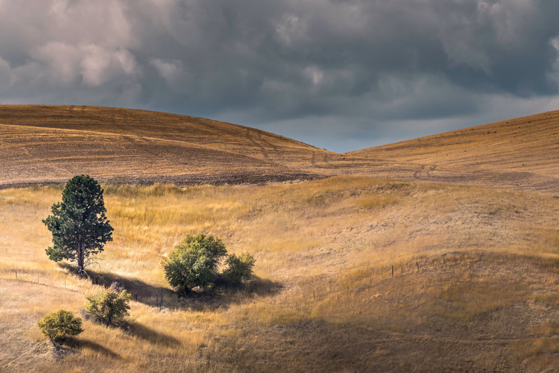 Rolling Hills near Walla Walla