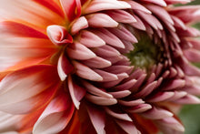 Load image into Gallery viewer, In Bloom