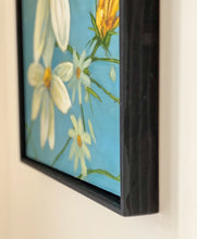 Load image into Gallery viewer, Sun splashing on tickweed (Coreopsis tinctoria)