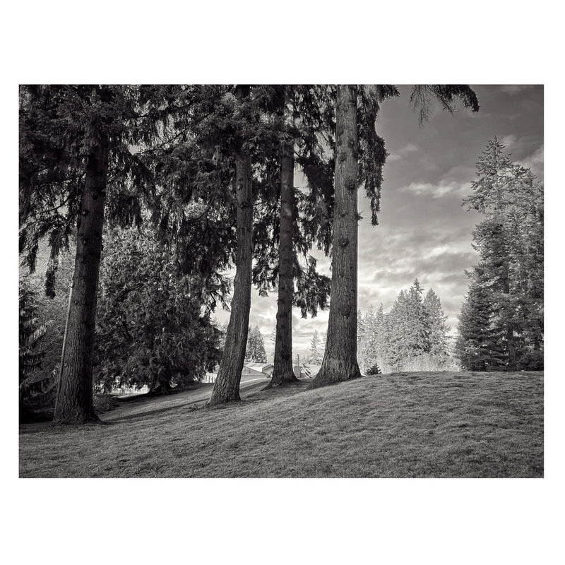 The park near my house