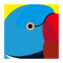 Load image into Gallery viewer, Blue Indian Ring-necked Parakeet