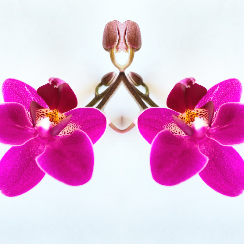 Symmetry: 2 Orchids