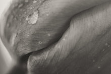 Load image into Gallery viewer, Dewey Petal