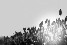 Load image into Gallery viewer, Tulip Noir