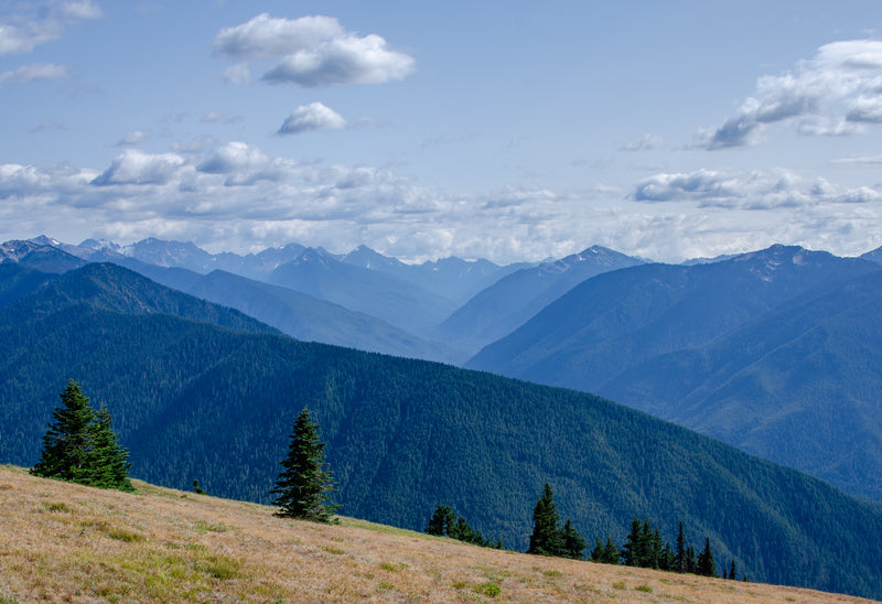 Hurricane Ridge. Olympic National Park.