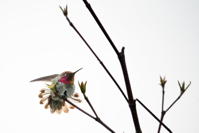 Ready to Fight Hummingbird