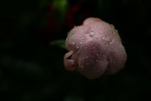 Load image into Gallery viewer, After the Rain