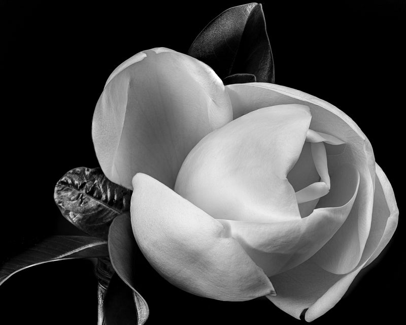 Magnolia Grandiflora #1