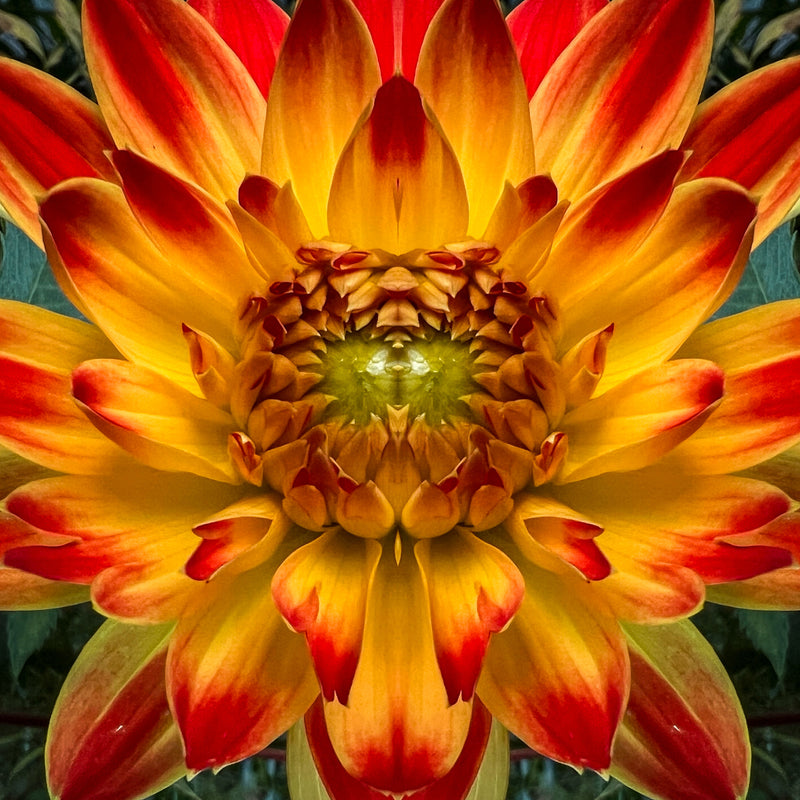 Symmetry - Fire Dahlias